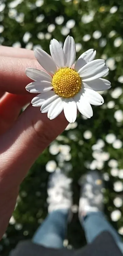 Close-up of a daisy flower held in hand with a blurred floral background.