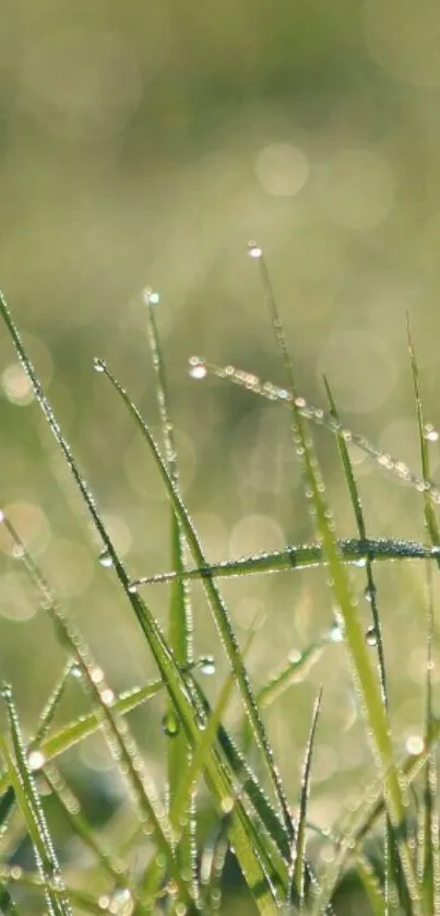 Closeup of green grass with morning dew droplets, creating a serene and natural look.