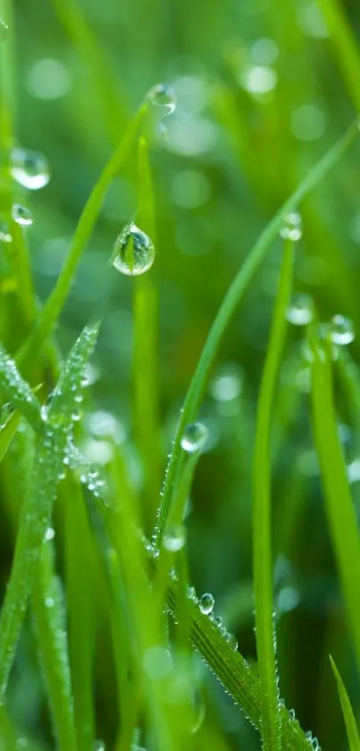 Close-up of dewdrops on green grass blades in nature.