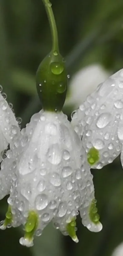 Dew-covered white flowers with green stems.