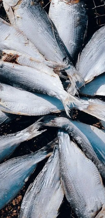 Unique circular arrangement of fresh fish.