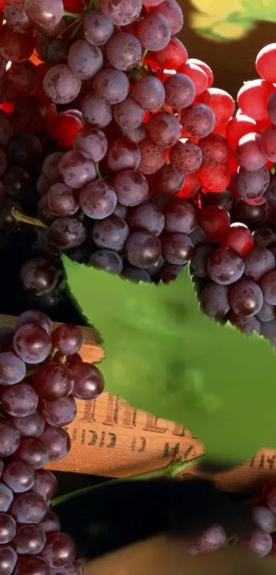 Clusters of red and purple grapes hanging in a vineyard scene.