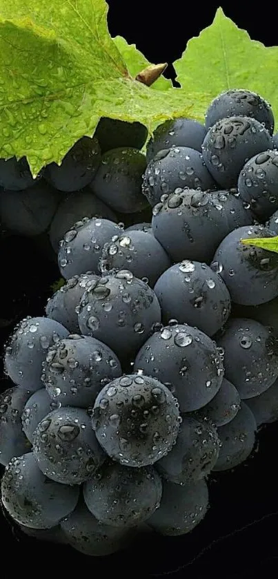 Close-up of fresh grapes with green leaves.