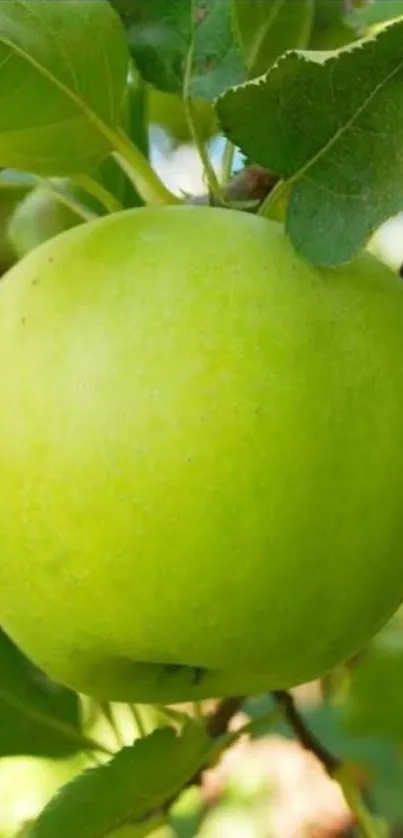 A vibrant green apple on a leafy branch.