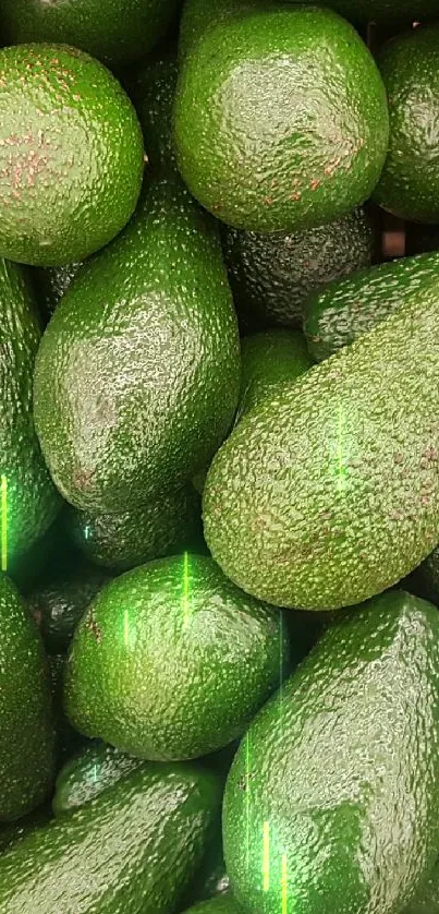 A lush pile of fresh green avocados.