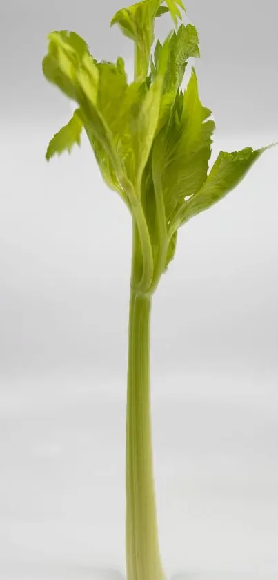 Lime green celery stalk on a white background, ideal for nature-themed wallpaper.