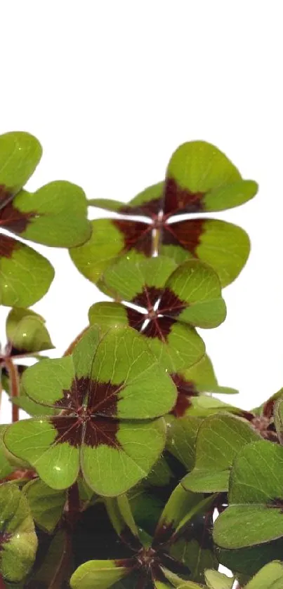 Fresh green clover leaves against a white background for mobile wallpaper.