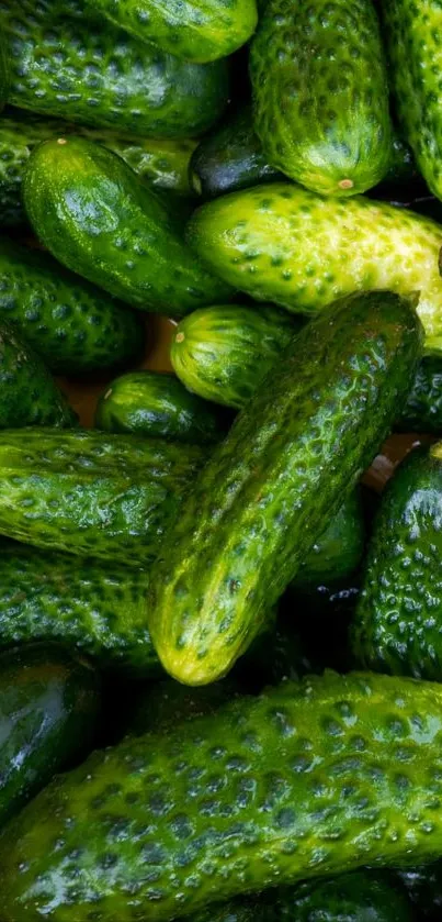 Close-up of fresh green cucumbers with a rich texture, ideal for vibrant backgrounds.