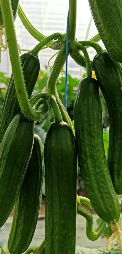 A cluster of green cucumbers hanging on the plant.