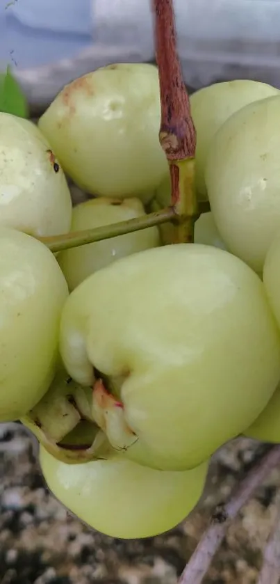 Cluster of fresh green fruits with a natural background.