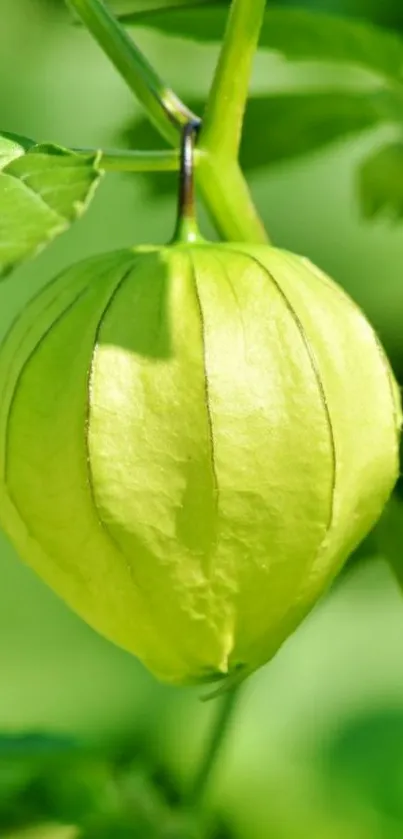 Close-up of green fruit on leafy background wallpaper.