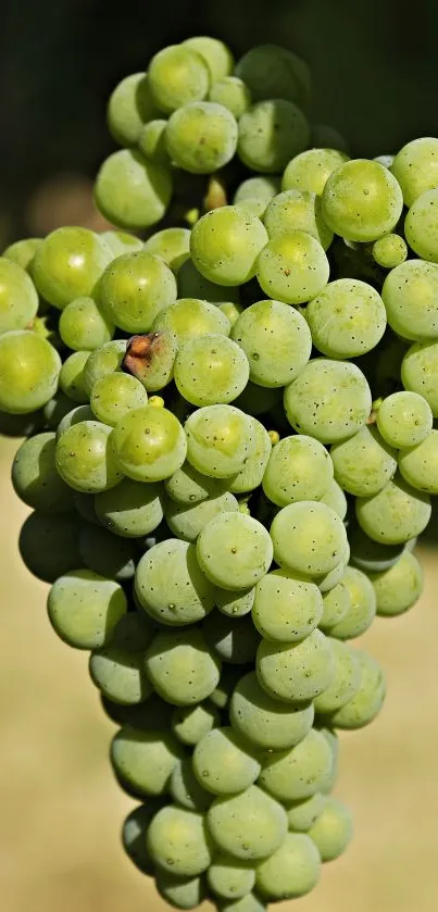 Cluster of vibrant green grapes hanging in natural light on a blurred background.