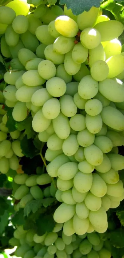 Cluster of fresh green grapes on a vine with vibrant leaves.