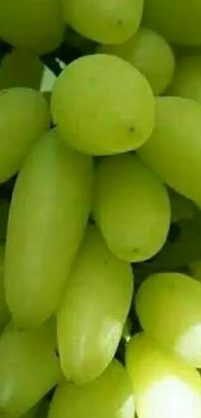 Close-up of fresh green grapes as mobile wallpaper background.