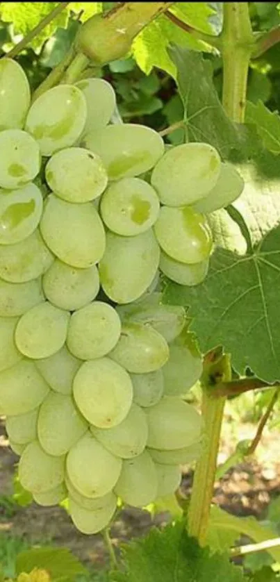 Close-up of vibrant green grapes clustered on a vine with lush leaves.