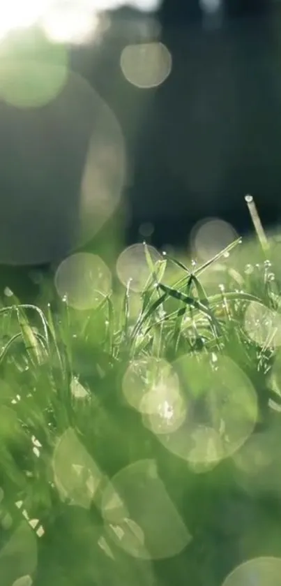 Close-up of morning dew on green grass.