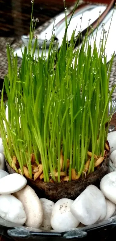 Close-up of green grass surrounded by white pebbles in a decorative bowl.