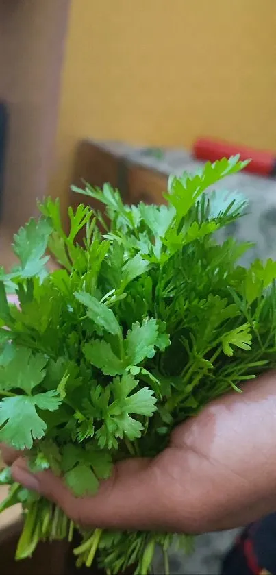 Hand holding fresh green herbs close-up.