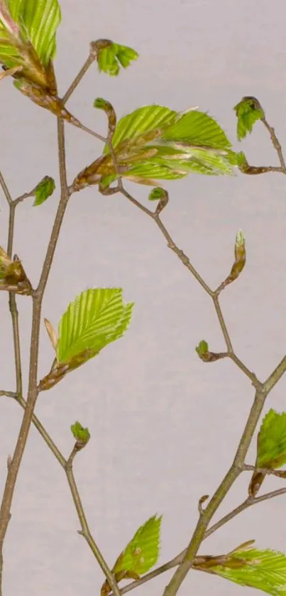 Wallpaper with green leaves and bare branches on a light background.