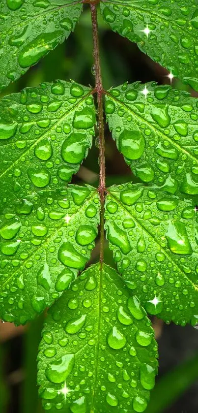 Vibrant green leaf with dewdrops mobile wallpaper.