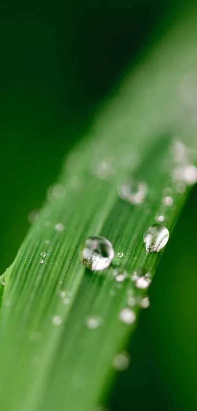 Close-up of green leaf with water droplets.