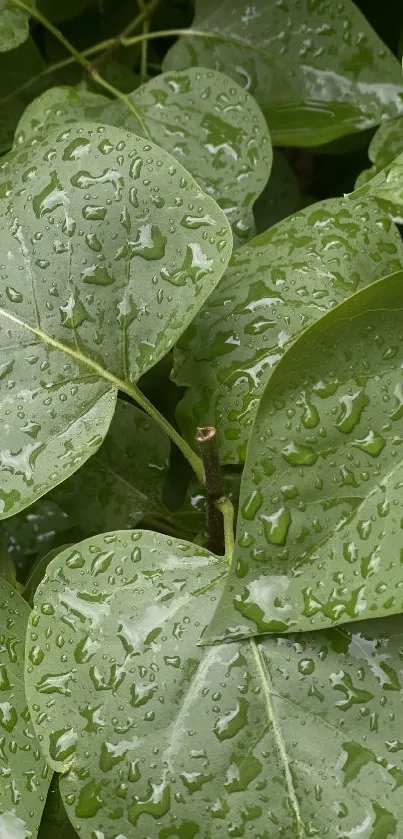 Close-up of fresh green leaves with raindrops glistening.