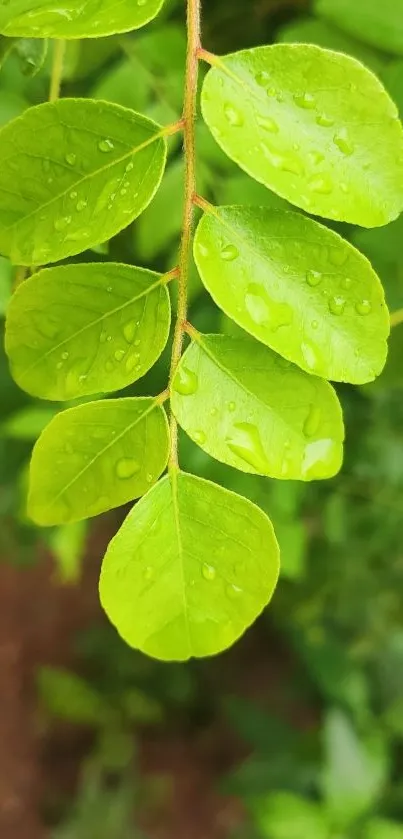 Close-up of fresh green leaves with raindrops, perfect for a nature wallpaper.