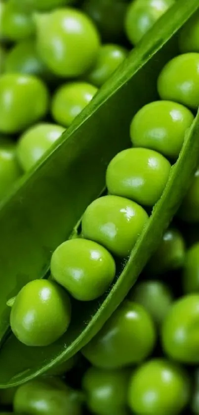 Close-up of fresh green peas in their pod.