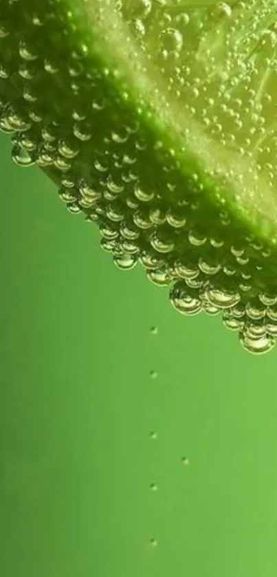 Close-up of a lime slice with bubbles on a vibrant green background.