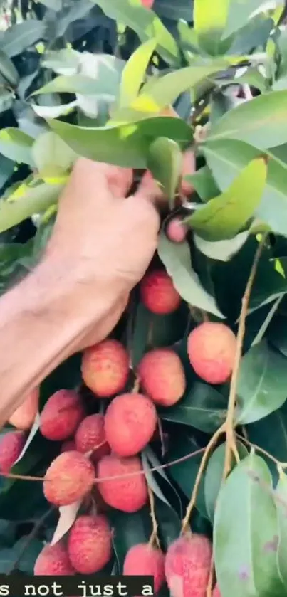 Hand picking ripe litchis from a lush green tree branch.