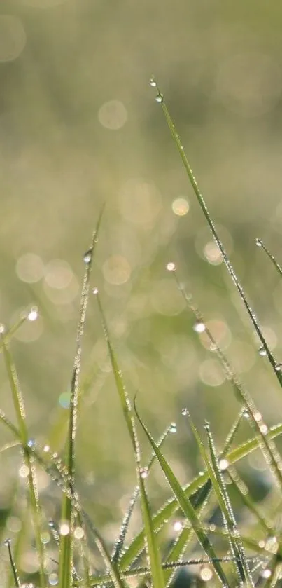 Fresh morning dew on green grass, ideal for mobile wallpaper.