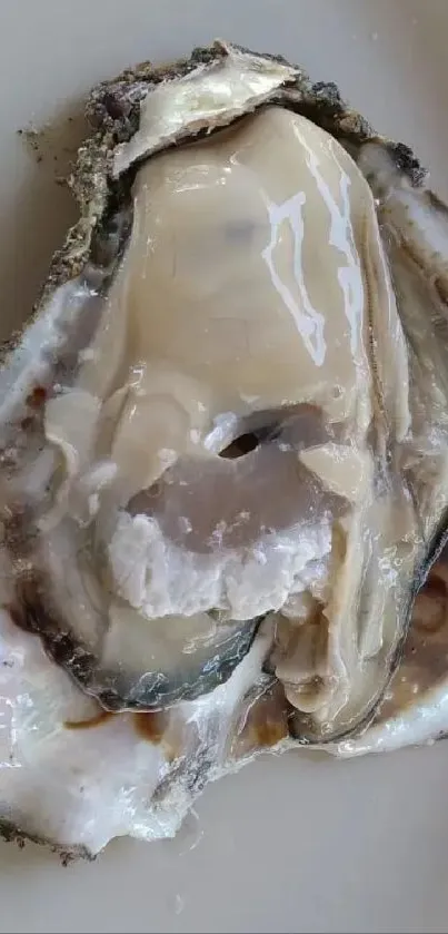 Close-up of a fresh oyster on a plate.