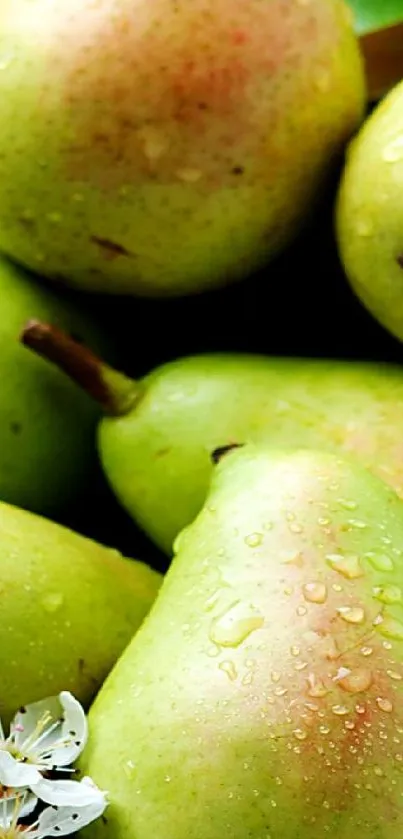 Fresh green pears with water droplets and blossoms, perfect for mobile wallpaper.