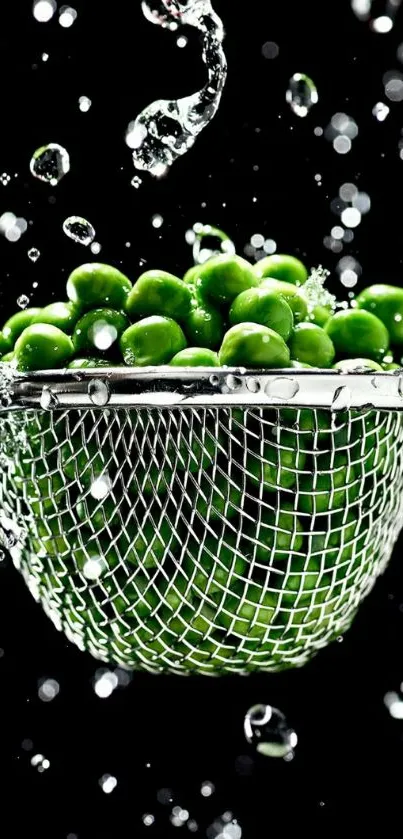 Green peas in a wire basket with water splashes on black background.