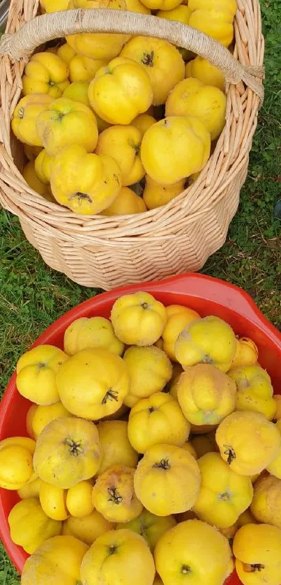 Wicker and red bowls filled with fresh yellow quinces on grass.