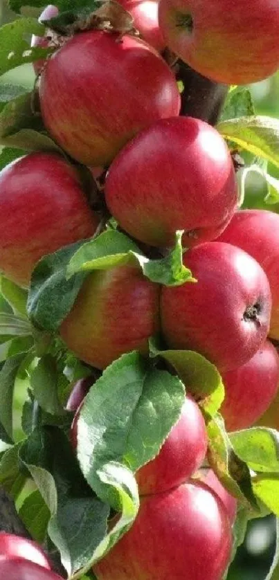 Cluster of fresh red apples on tree