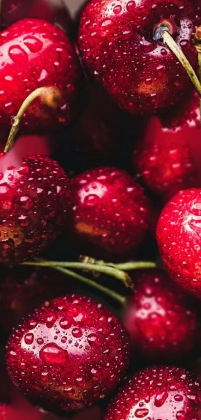 Close-up of fresh red cherries with water droplets on a mobile wallpaper.