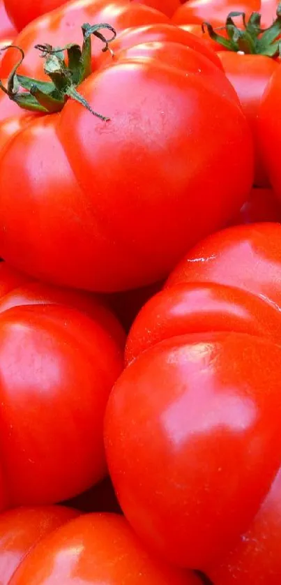 Bright red tomatoes piled together in a fresh and vibrant wallpaper.