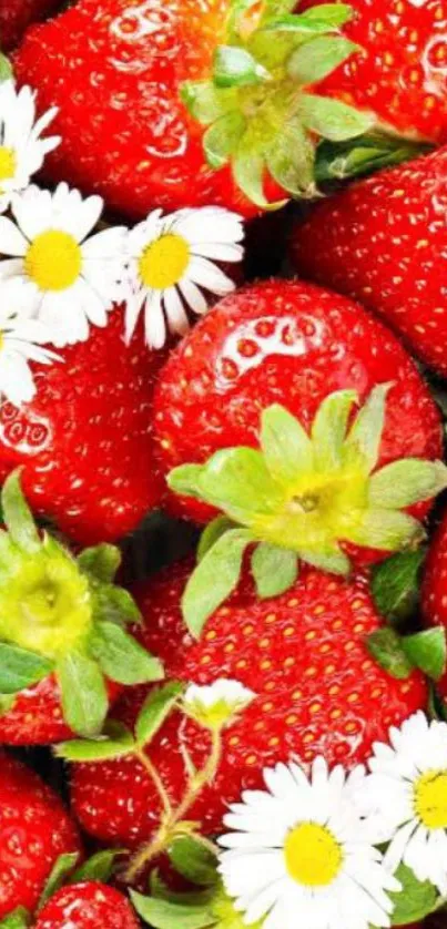 Mobile wallpaper of red strawberries and white daisies.