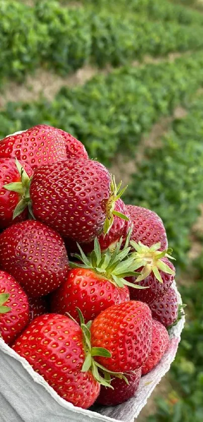 Basket of red strawberries in lush green field.