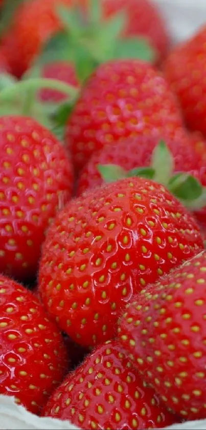 Fresh strawberries in cartons, perfect as a vibrant mobile wallpaper.