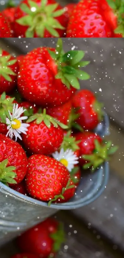 A bucket filled with fresh strawberries and daisies on a rustic wooden surface.