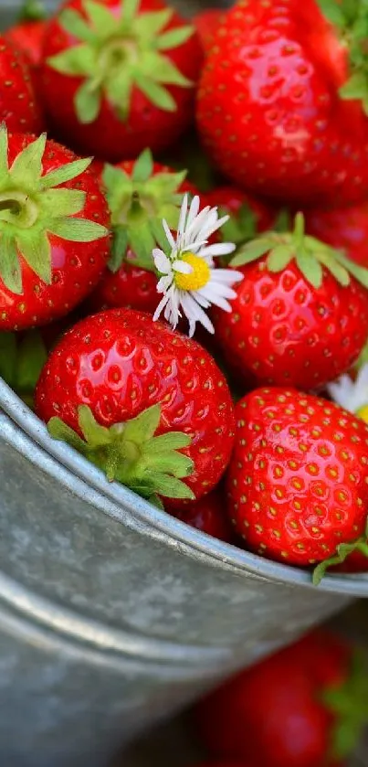 A rustic bucket filled with fresh strawberries and daisies on a wooden surface.