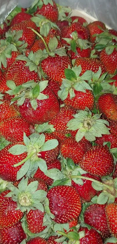 A close-up of fresh red strawberries in a pile.