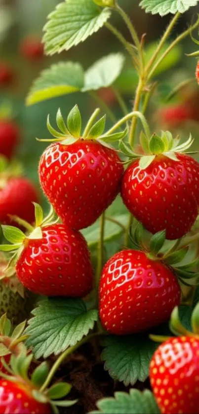 Vibrant wallpaper of ripe strawberries in the garden.