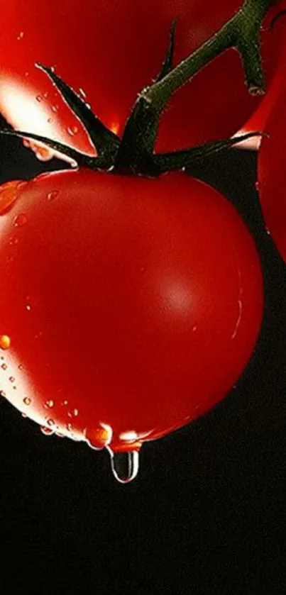 Close-up of fresh tomatoes with water droplets on a black background.