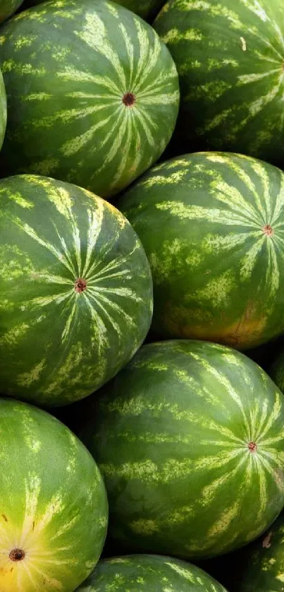 Vibrant green watermelons stacked closely.