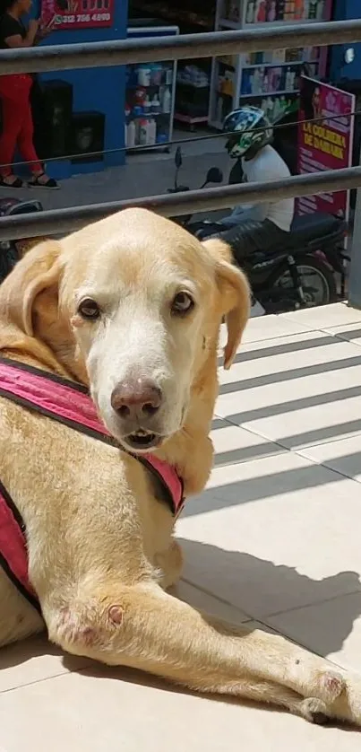 Golden retriever dog lounging on balcony on a sunny day.