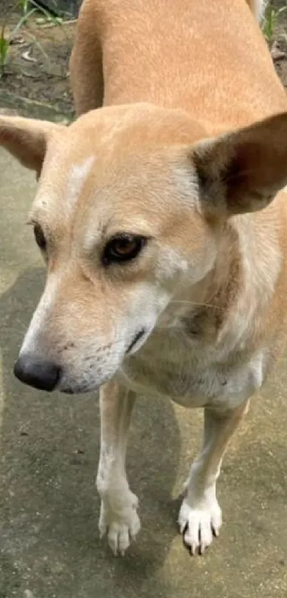 Friendly brown dog standing on pavement, looking calm and serene.