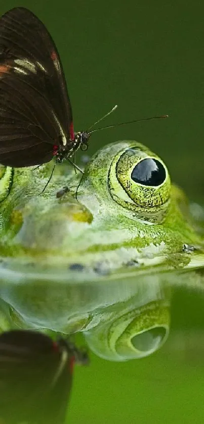 Frog with butterfly on nose reflected in water wallpaper